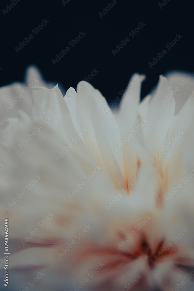 Fototapeta premium A delicate flower blooms gracefully, displaying soft colors of cream and pink. The close-up reveals intricate petal details under bright natural light.