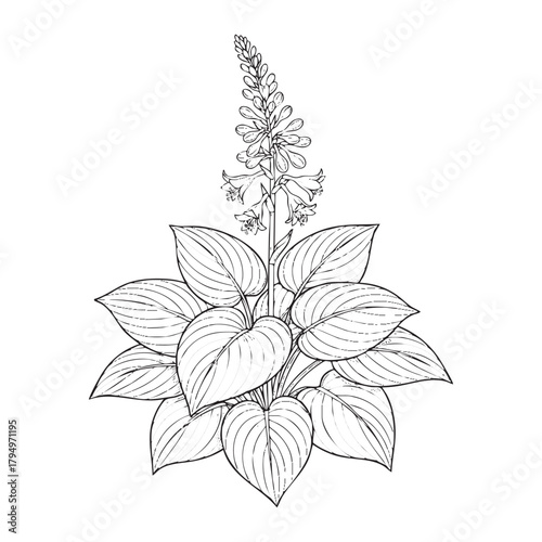 Black and White Line Drawing of a Hosta Plant with Flower Spike and vector illutrastion transparent background