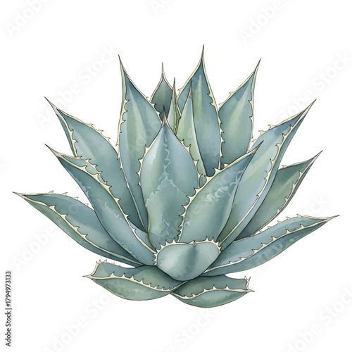 watercolor Blue- Green Agave Plant with Sharp Spiky Leaves on White Background vector illutrastion transparent background