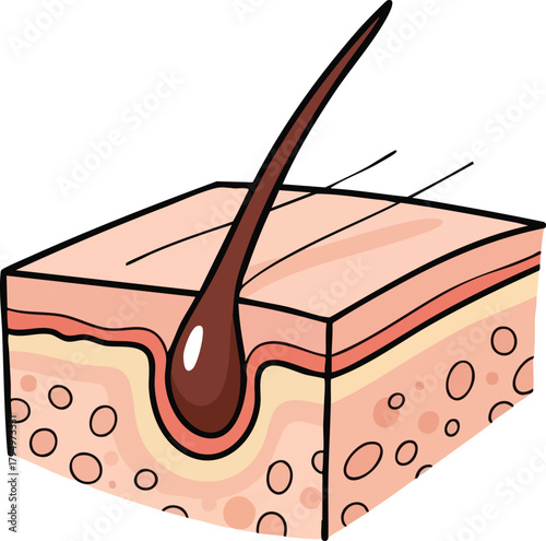 Illustration of a cross section of human skin showing a hair follicle and hair shaft with simplified cell structures and shading against a white background