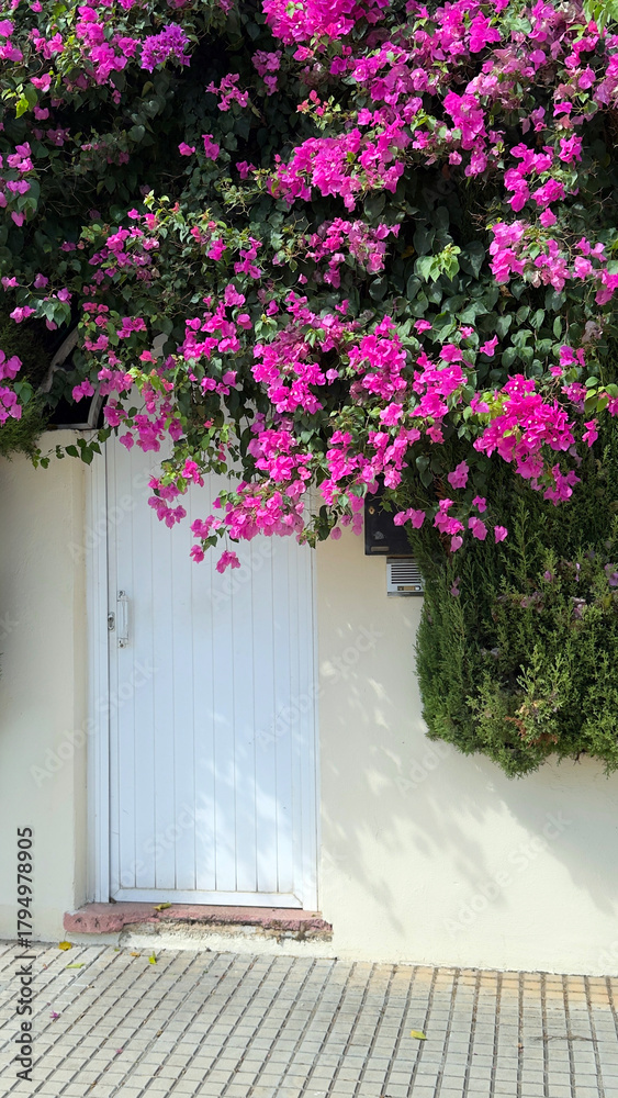 Fototapeta premium Purple bougainvillea flowers blooming over a white door on a minimal cream wall
