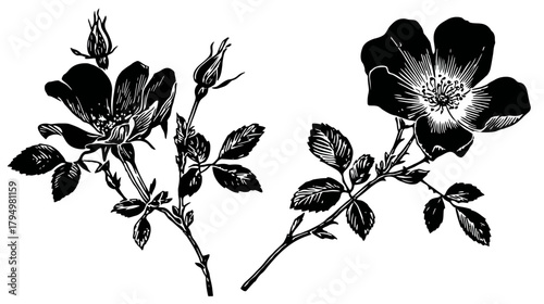 Vintage botanical illustration of wild roses with buds and leaves, black and white antique engraving art for design elements