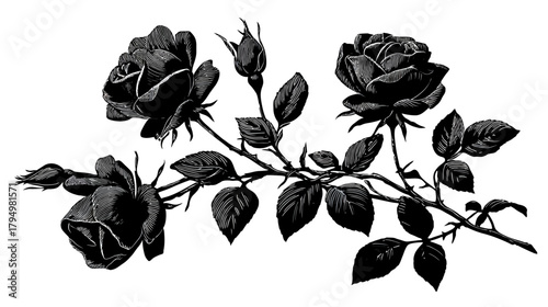 Elegant Vintage Black and White Rose Illustration Branch with Leaves and Buds, Classic Botanical Engraving Floral Design Art