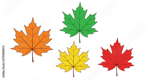 Set of four colorful autumn maple leaves in shades of red, orange, yellow, and green, illustrating the changing seasons on a white background.