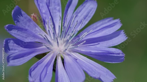 Common chicory (Cichorium intybus), close-up of the flower. Inner flower details are visible, covered with frost or crystals.