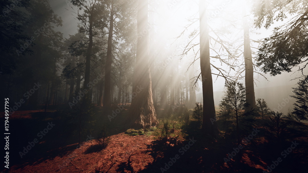 Fototapeta premium A tranquil forest is shrouded in fog during early morning light, with tall trees standing majestically. Sunlight streams through branches, adding a magical touch to the landscape.