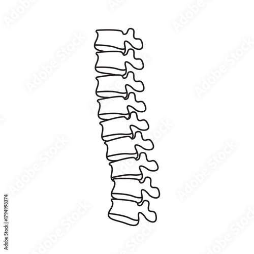 Spinal Anatomy Medical Illustration Backbone Health Vertebrae Structure Chiropractic Diagram Skeletal System Body
