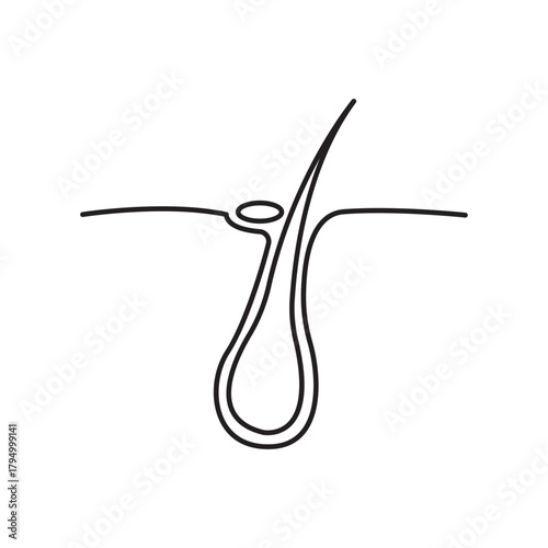 Hair Follicle Skin Health Anatomy and Growth Cycle Explained in Detail Medical Diagram of Pilosebaceous Unit Structure