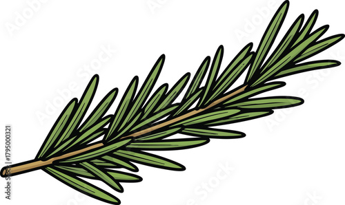 Fresh Rosemary Sprig Isolated on White Background Detailed Botanical Illustration with Green Leaves and Woody Stem