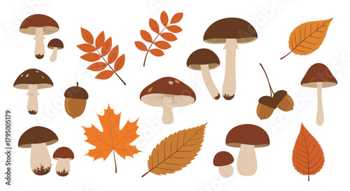 Autumn collection of forest elements including mushrooms, acorns, and various fall leaves, isolated on a white background.