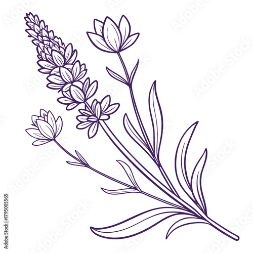 Lavender Botanical Line Drawing with Flower Spikes
