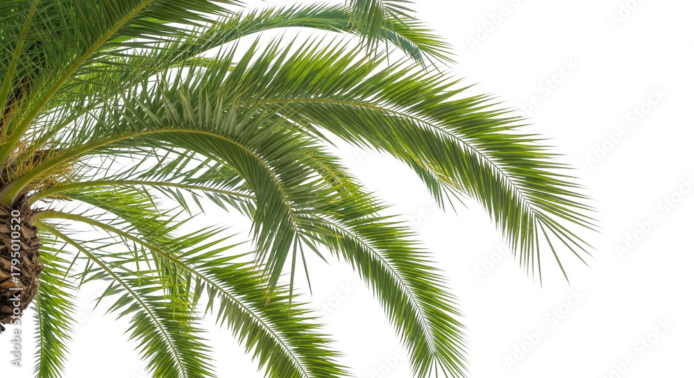 Naklejka premium Palm fronds gracefully arching dark background