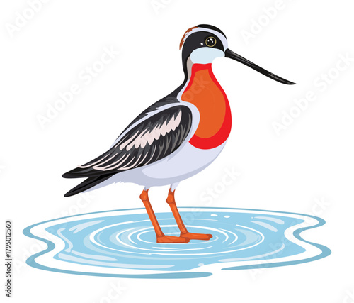 Elegant Arctic Shorebird with Red Neck Detail and White Feathers Standing on a Frozen Blue Water Surface Digital Drawing
