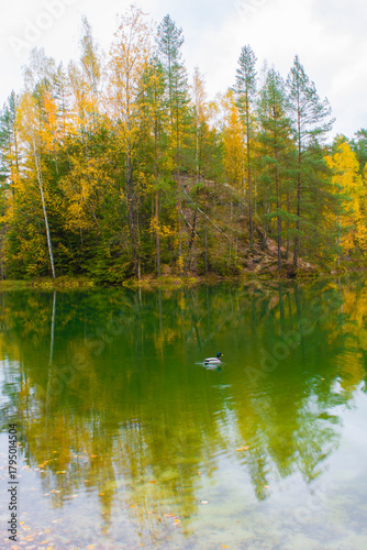 Fototapeta Naklejka Na Ścianę i Meble -  Jesienna kaczuszka 2025