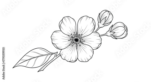 Black and white line drawing of a blooming flower with buds and a leaf.