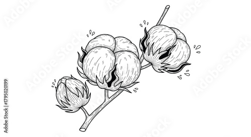 Hand drawn illustration of cotton bolls on a branch with droplets.