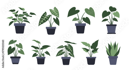 Collection of various green houseplants in dark pots, minimalist vector illustration on a white background.