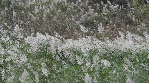 Relaxing Nature Video – Common Reed Flowers in Sunset Glow