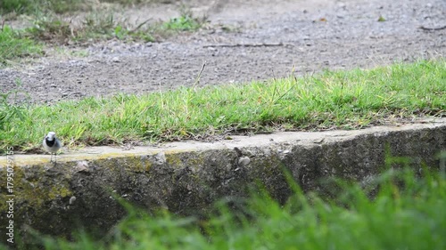 White Wagtail Bird Perching in Natural Habitat