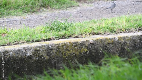 Serene Nature Scene – White Wagtail in Forest