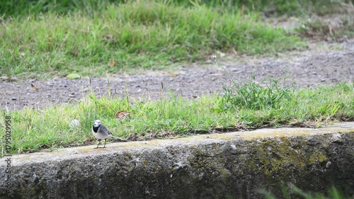 Peaceful Wildlife Scene – White Wagtail in Natural Surroundings