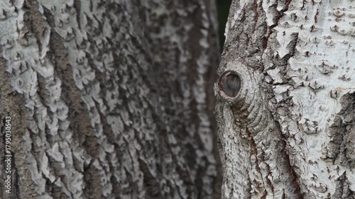 High-Detail Tree Trunk Texture for Nature Backgrounds