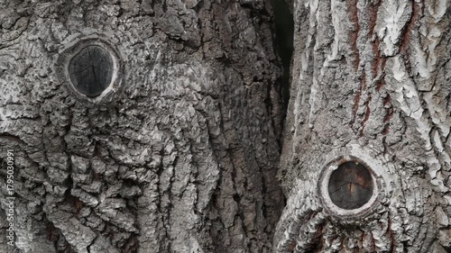 Time Carved in Wood: Textured Trunk Close-Up