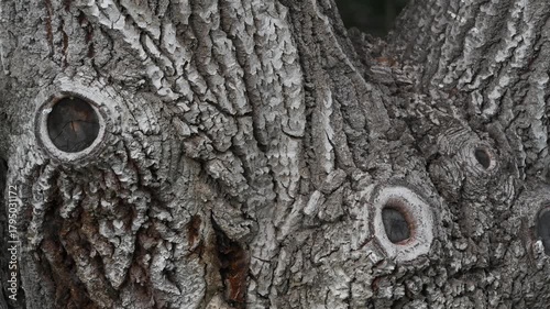 Nature’s Etching: Intricate Patterns on Tree Trunk