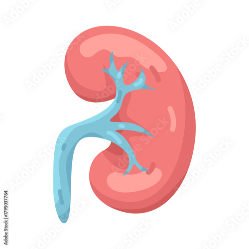 Illustration of Human Kidney Organ