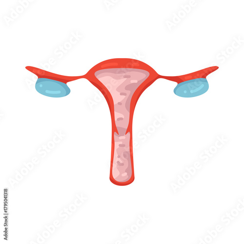Illustration of Female Reproductive System Anatomy