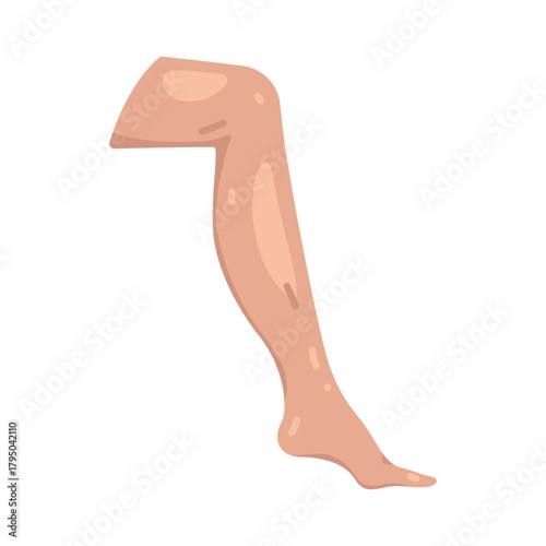 Illustration of Human Leg Anatomy