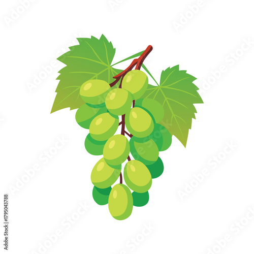 Illustration of green grapes and fresh leaves, isolated on white background