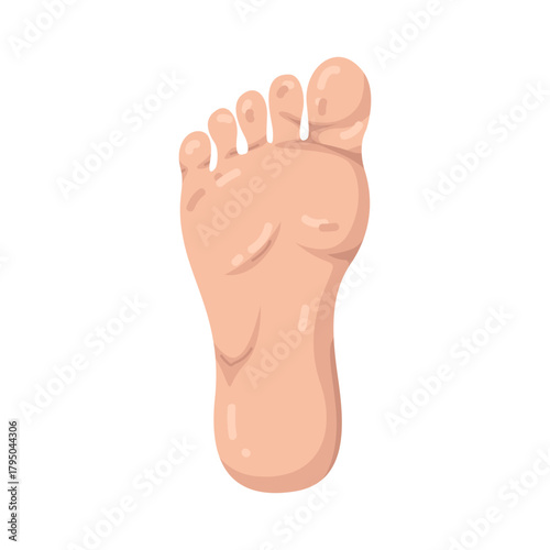 Illustration of Human Foot