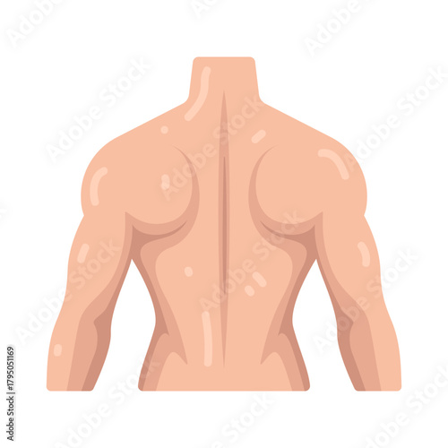Illustration of Human Back Muscles