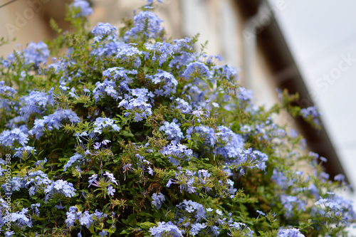 Tablou pe pânză blooming blue plumbago auriculata plant on the stone wall in Rovinj old town