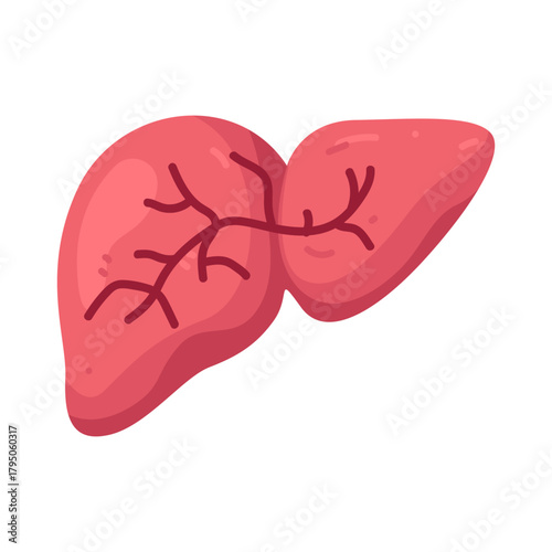 Illustration of Human Liver Anatomy
