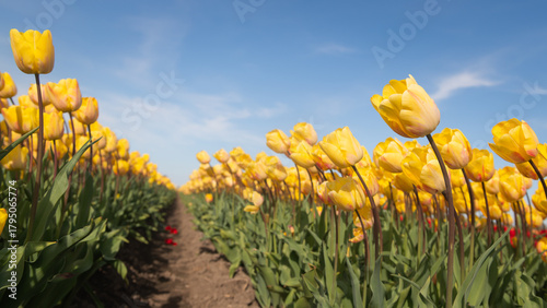 background of field of yellow tulips against blue sky landscape with copy space
