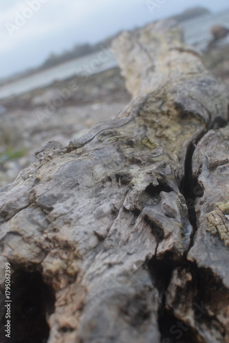 Triebgut - Strandszenen im Herbst von Treib- und Triebgut