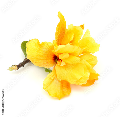 Beautiful double yellow and orange Hibiscus rosa-sinensis aka Chinese hibiscus