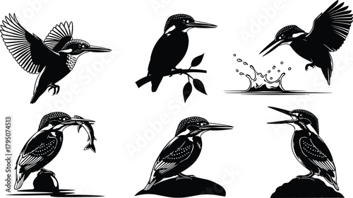 kingfisher, bird, silhouette, vector, wildlife, nature, fishing, splash, wings, beak, hunt, animal, design, artwork, illustration, kingfisher bird, bird silhouette, wildlife vector, nature design,