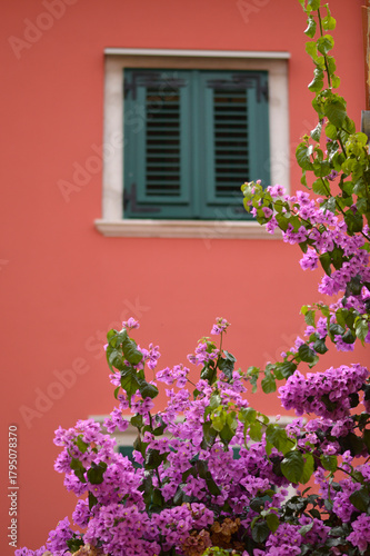 blooming pink bougainvillea in old town of Rovinj