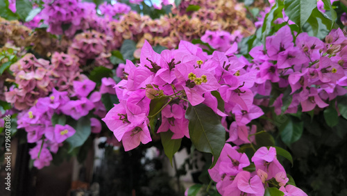 blooming pink bougainvillea in old town of Rovinj