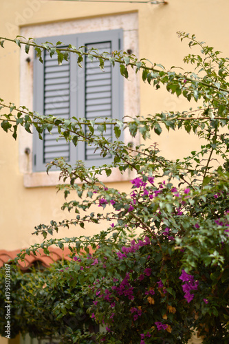 blooming pink bougainvillea in old town of Rovinj