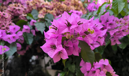 blooming pink bougainvillea in old town of Rovinj