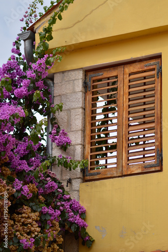 blooming pink bougainvillea in old town of Rovinj
