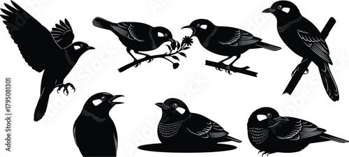 Detailed songbird silhouette vector illustration set featuring flying poses, perched scenes, feeding behavior, resting positions, perfect for nature artwork, bird designs, and creative projects