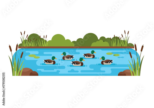 Six mallard ducks swimming in a blue pond surrounded by reeds and greenery
