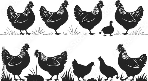Chicken silhouettes on grass, farm animals in black, chicks and eggs, rustic poultry scene, vector illustration, countryside, livestock, nature