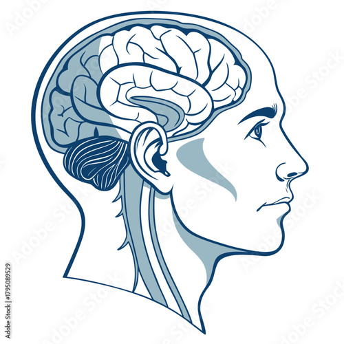 Illustration of a human head with the brain visible, the brain is the control center of the body, responsible for thought, memory, and movement