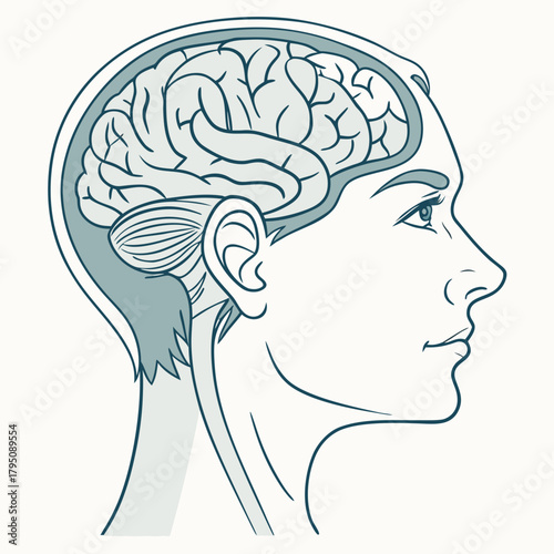 Illustration of a human head with the brain visible, the brain is the control center of the body, responsible for thought, memory, and movement